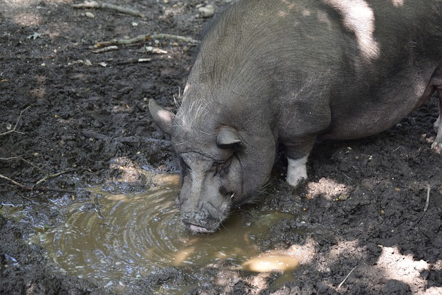 福尔摩沙国际保龄球赛｜喜获公开组亚军+精英赛冠军 沙菲克开辟自由人新天地.